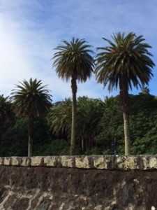 palms beach